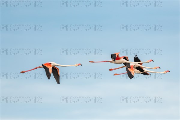 Greater Flamingos