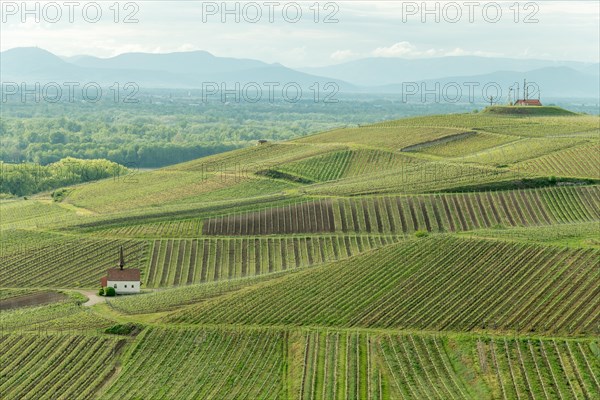 Eichert Chapel in the vineyard in spring