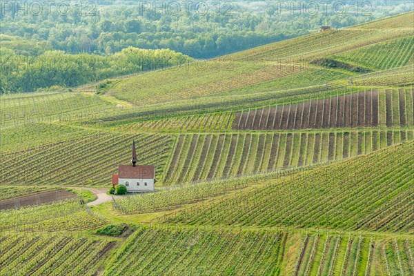 Eichert Chapel in the vineyard in spring