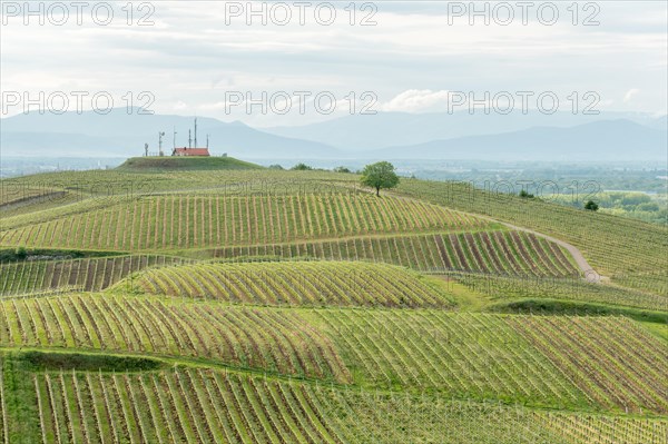 Wines that thrive on stony and volcanic soils