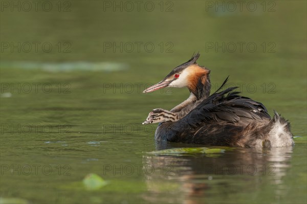 Great Crested Grebe