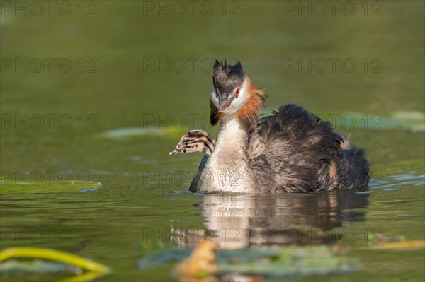 Great Crested Grebe