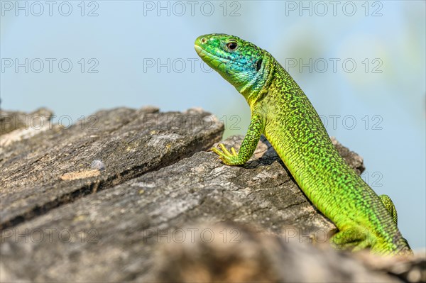 Western green lizard