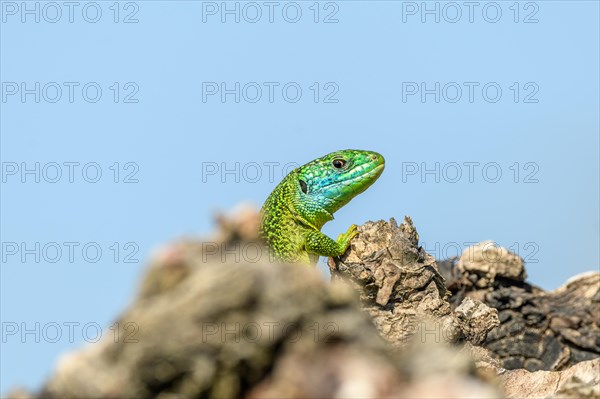 Western green lizard