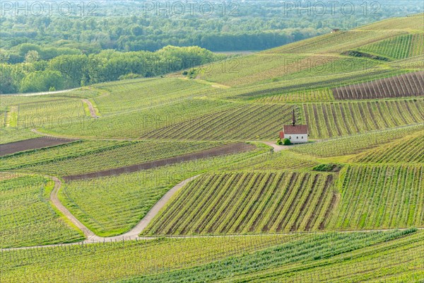 Eichert Chapel in the vineyard in spring