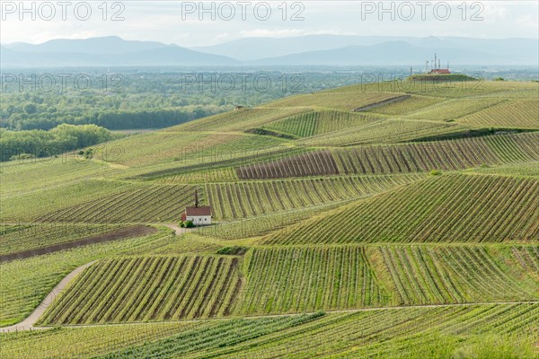 Eichert Chapel in the vineyard in spring