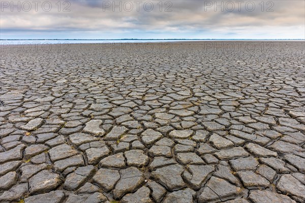 Cracks in the dried mud at the edge of the Vaccares pond