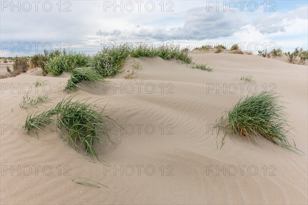 Landscape of the protected dunes on the beach of Beauduc