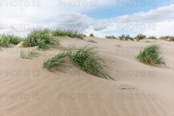 Landscape of the protected dunes on the beach of Beauduc