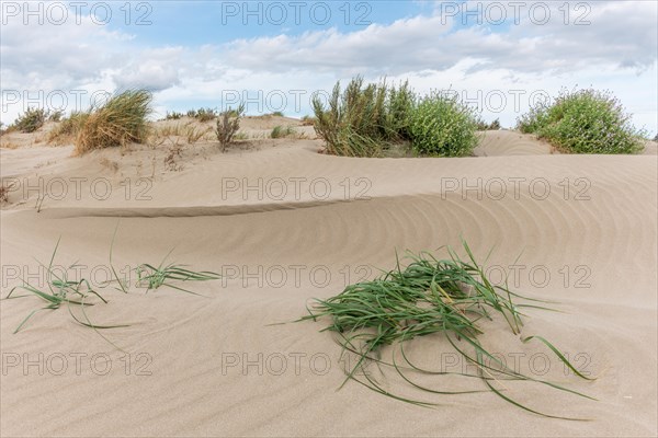 Landscape of the protected dunes on the beach of Beauduc