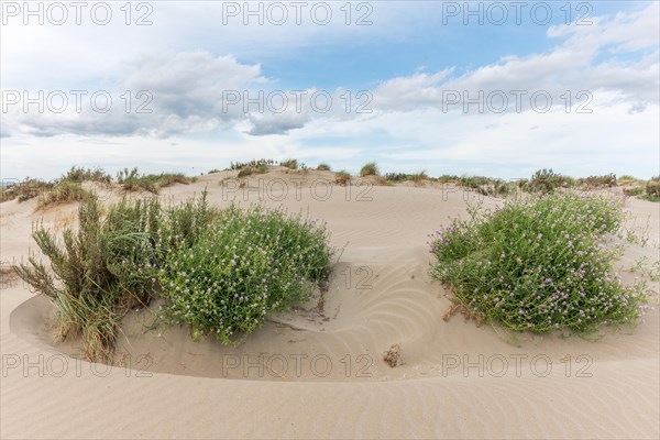 Landscape of the protected dunes on the beach of Beauduc