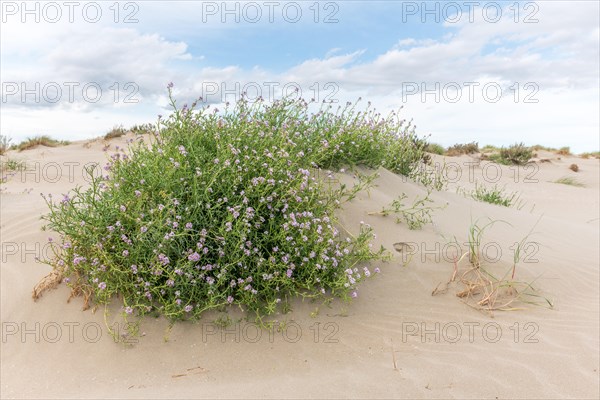 Landscape of the protected dunes on the beach of Beauduc