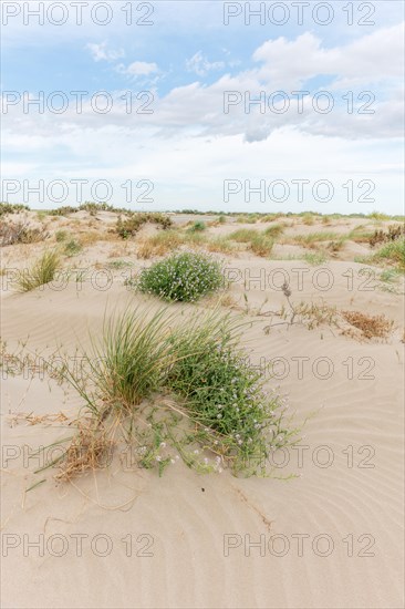 Landscape of the protected dunes on the beach of Beauduc