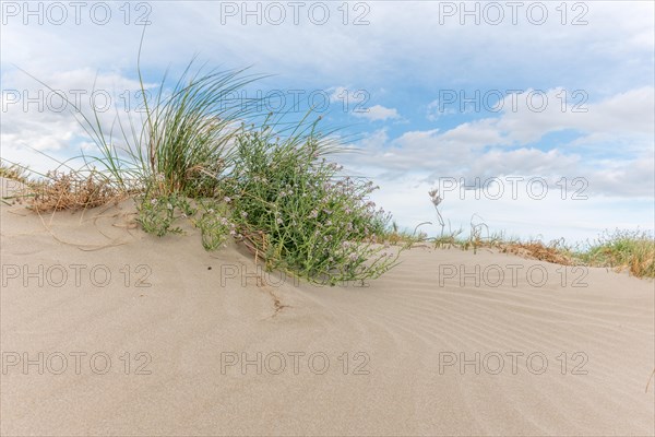 Landscape of the protected dunes on the beach of Beauduc