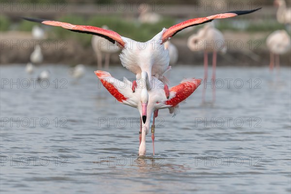 Greater Flamingo