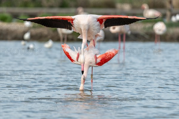 Greater Flamingo