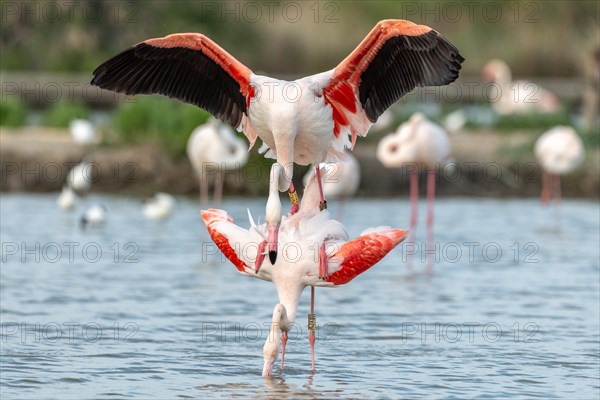 Greater Flamingo