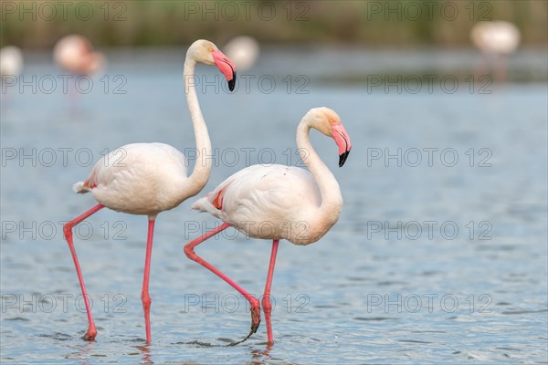 Greater Flamingo