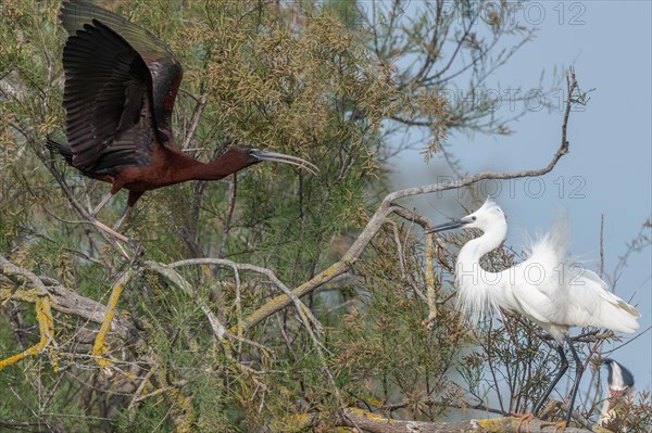 Glossy Ibis