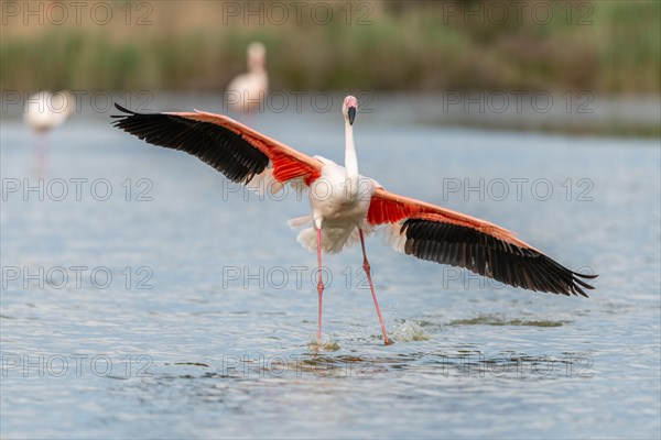 Greater flamingos