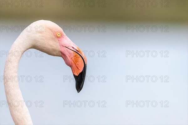 Greater Flamingos