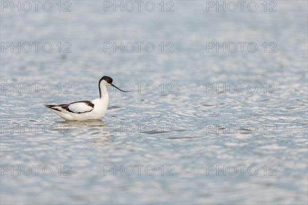 Pied Avocet