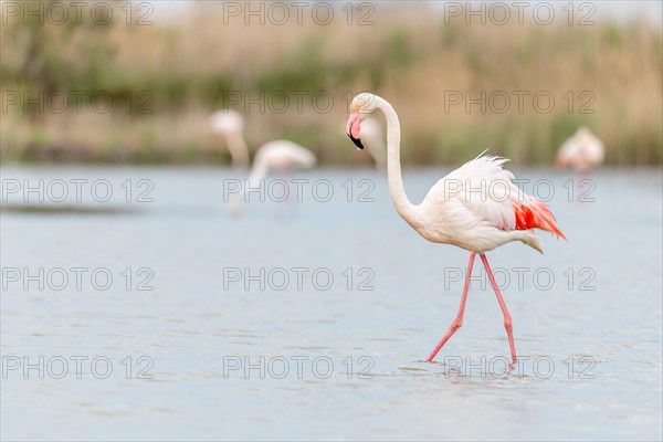 Greater Flamingo