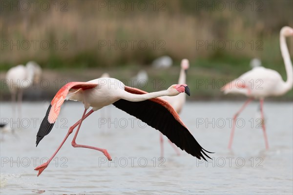 Greater Flamingos