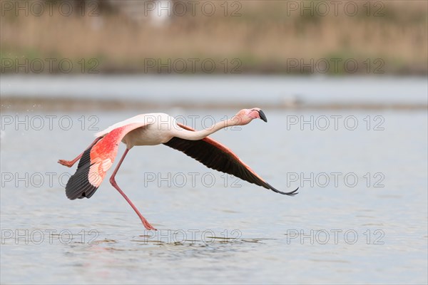 Greater Flamingos