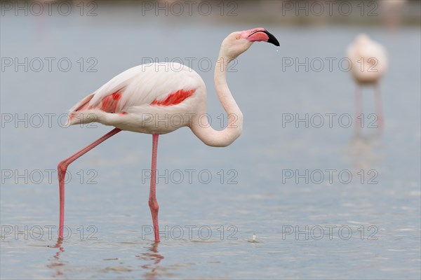 Greater Flamingo