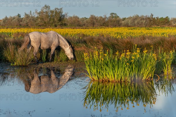 Camargue horse feeding in a swamp full of yellow irises