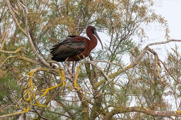 Glossy Ibis