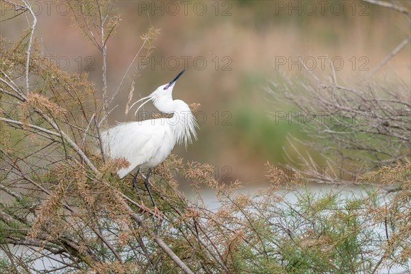 Little Egret