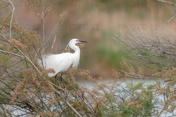 Little Egret