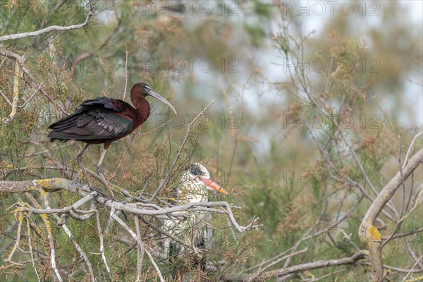 Glossy Ibis