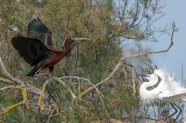 Glossy Ibis