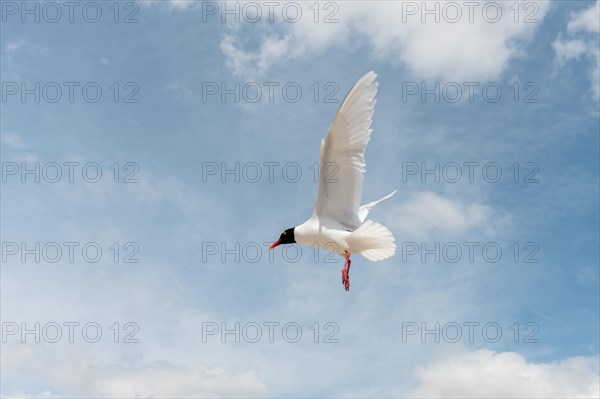 Seabirds in flight in the sky