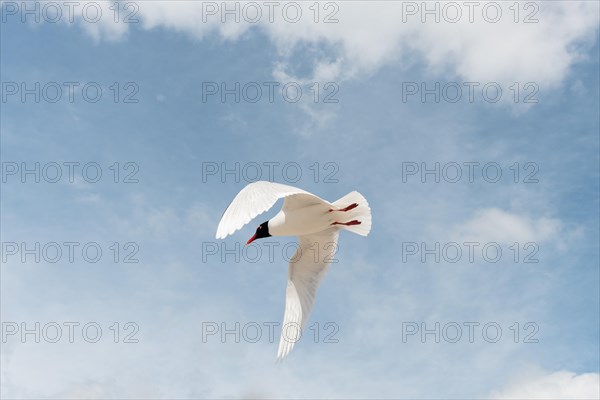 Seabirds in flight in the sky