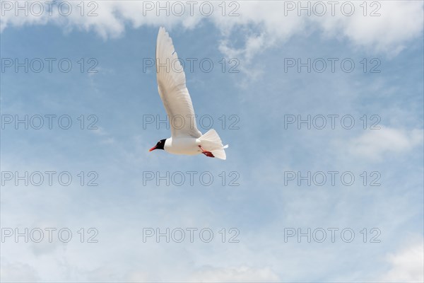 Seabirds in flight in the sky