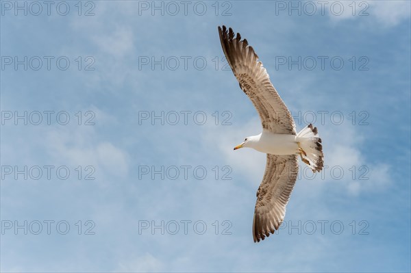 Seabirds in flight in the sky