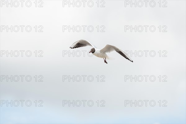 Seabirds in flight in the sky