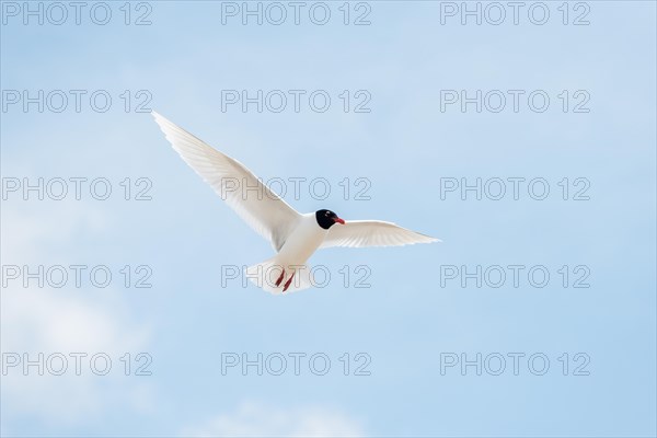 Seabirds in flight in the sky