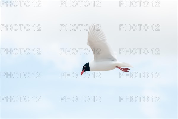 Seabirds in flight in the sky