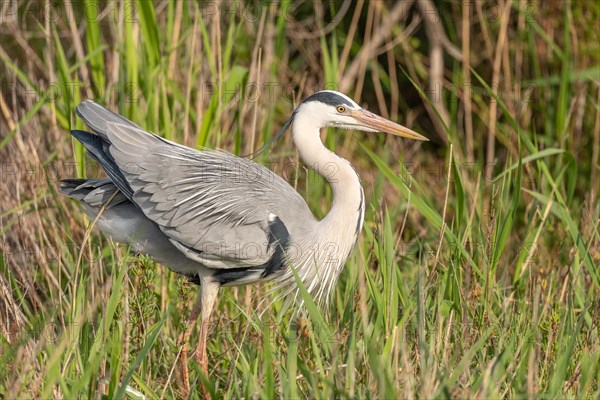 Grey heron