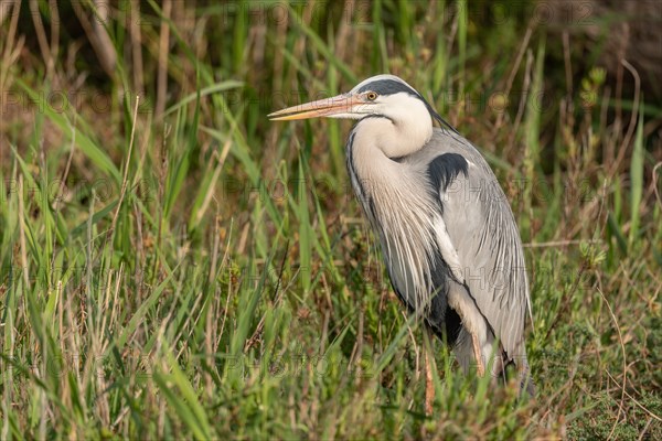 Grey heron