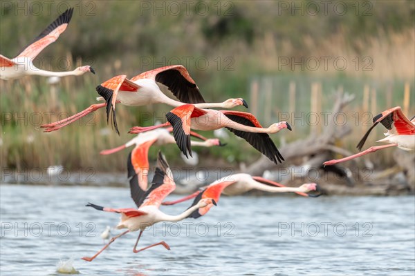 Greater Flamingos