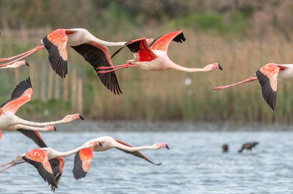 Greater Flamingos