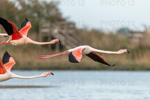 Greater Flamingos