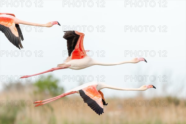 Greater Flamingos