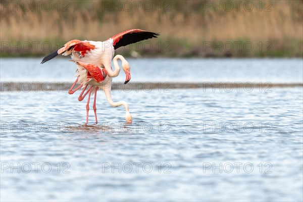 Greater Flamingo